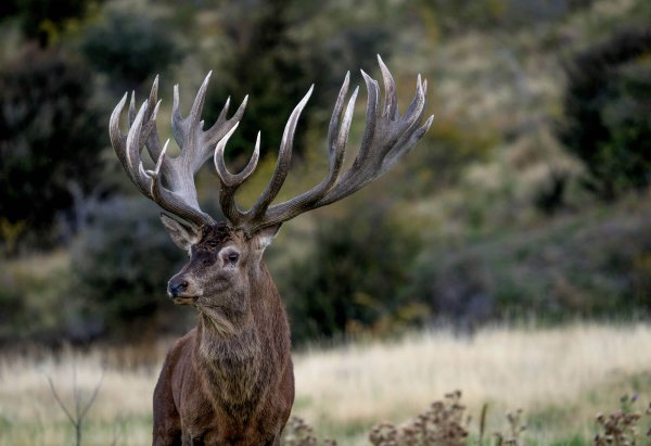Venator New Zealand_ Red Stag_6