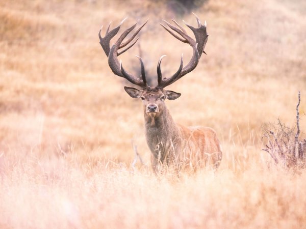 Venator New Zealand_ Red Stag_8