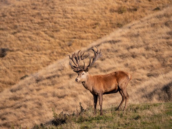 Venator New Zealand_ Red Stag_9