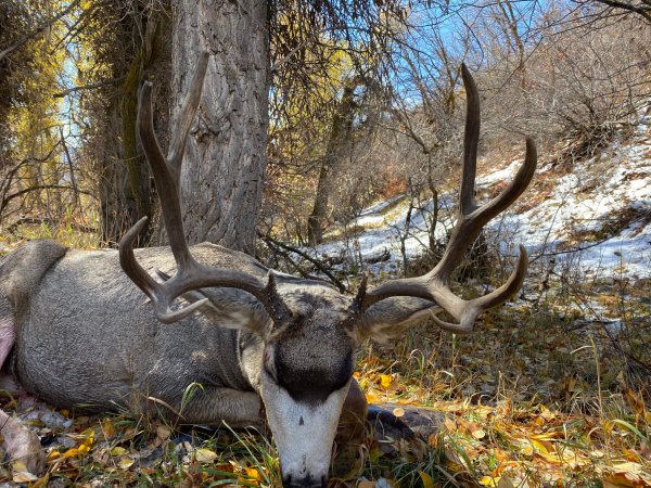 WTAR-0005-GS-BUCK-2-21-scaled