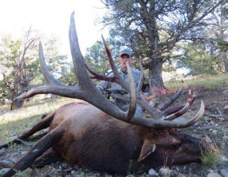 Colorado Front Range Bulls