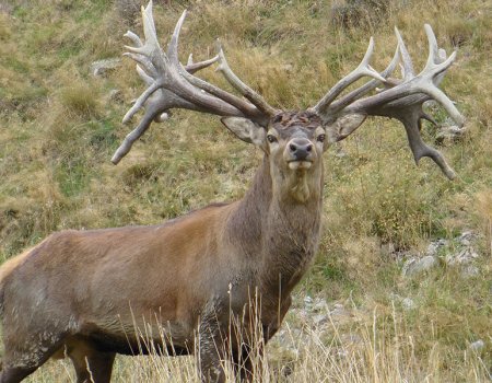 New Zealand Land Of The Giant Red Deer