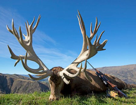 New Zealand Land Of The Giant Red Deer