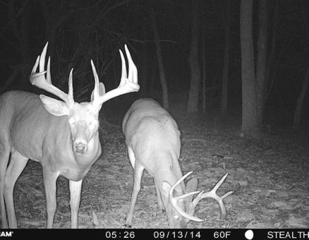 Crossbow Whitetail Hunt In Ohio