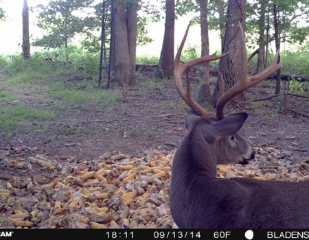 Crossbow Whitetail Hunt In Ohio