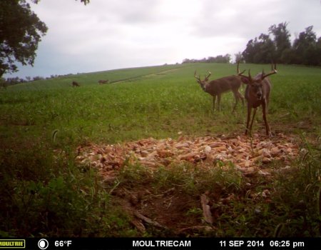 Crossbow Whitetail Hunt In Ohio