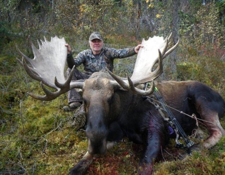 Trophy Bulls in the Mackenzie Mountains