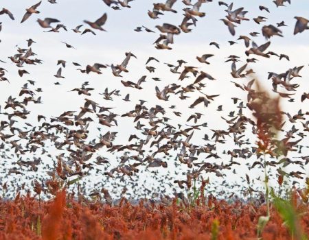 Bolivia Dove Hunting 5-Star Resort