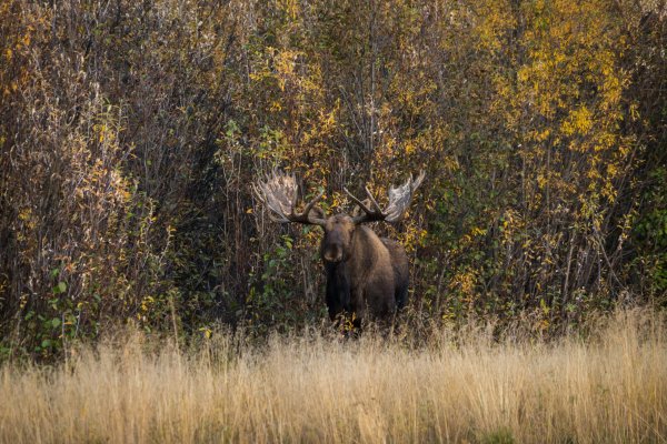 wta_1690_2017.09.20.190400.Yukon-74132