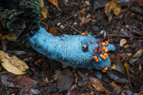 wta_1986_wta_752_DSC00308-2