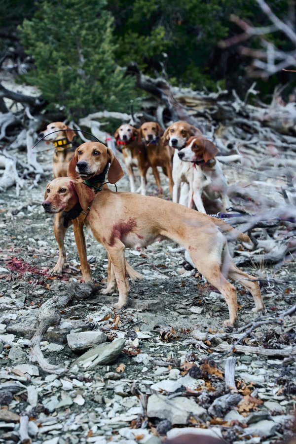 wta_2054_TFC_MountainLion_UT_01