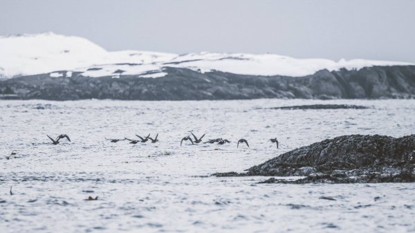 wta_2159_060A7417_harlequin ducks taking off