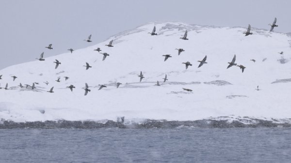 wta_2159_Greenland Highlight.00_00_01_01.Still006