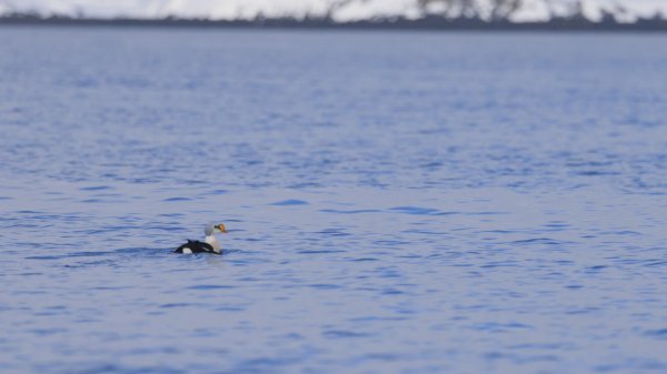 wta_2159_Greenland Highlight.00_00_02_22.Still005