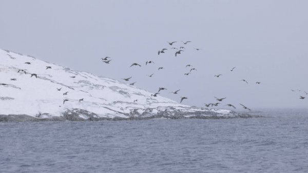 wta_2159_Greenland Highlight.00_00_06_23.Still007