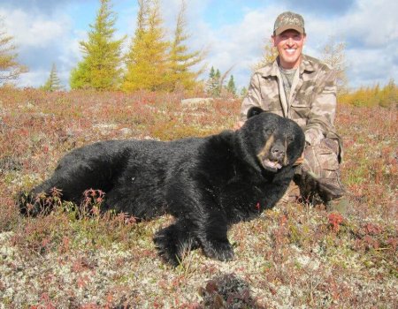 Newfoundland,Canadian Black Bear 