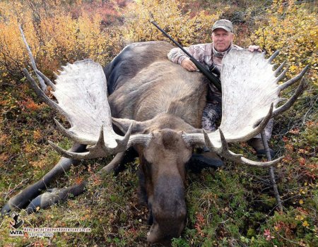 Alaska Yukon Moose Trophy Hunts