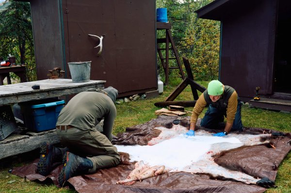 wta_588_082425-Grizzly-400