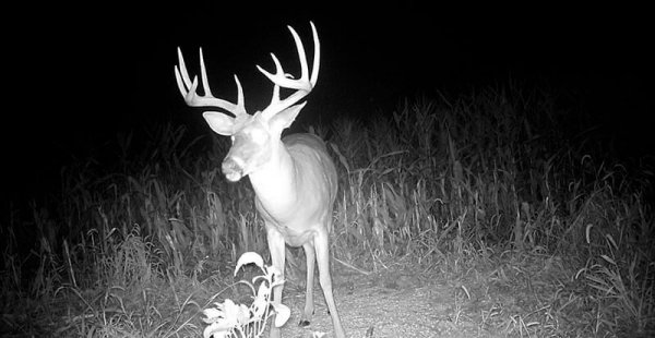 wta_691_61TRF6_MFDC7078copy