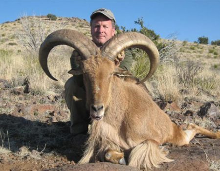 Super Trophy Aoudad Sheep in Texas