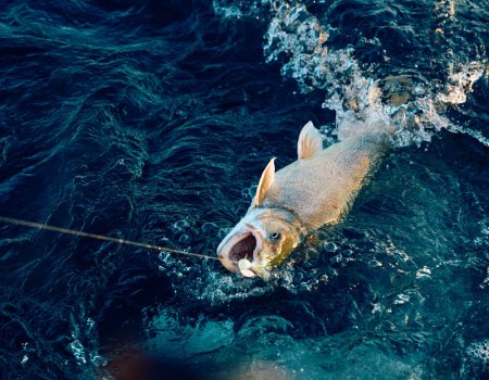 wta_nick_filler_BestChanceToo_070325_020 (1)