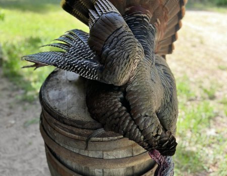 wta_nick_filler_IMG_3141