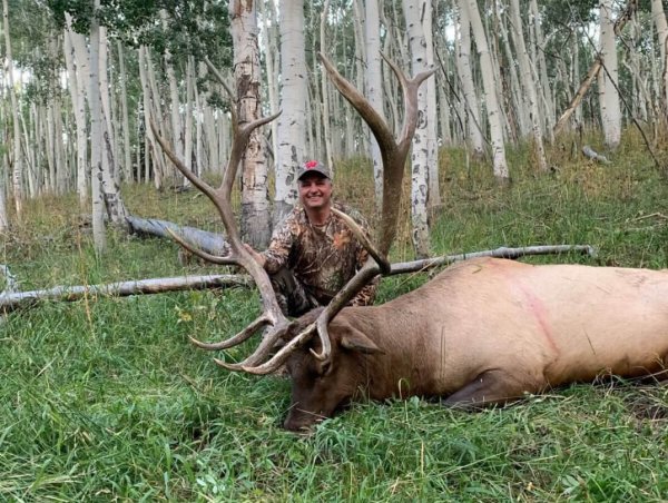 wtar-0004-elk-utah-aspens