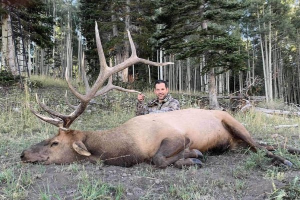 wtar-0024-utah-elk-in-front-pine-aspen-trees