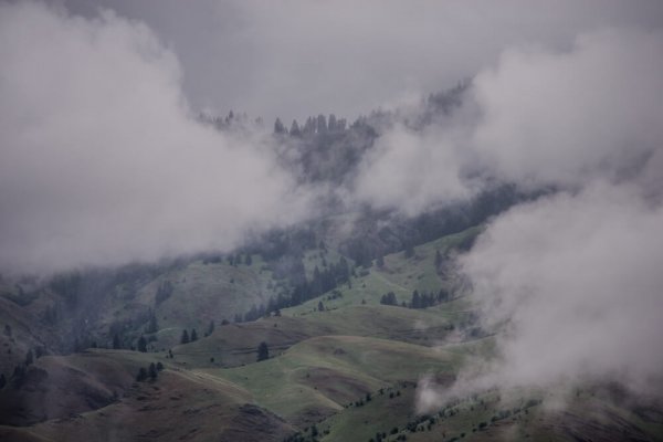 wtar-0078_IDBlackBear_0538