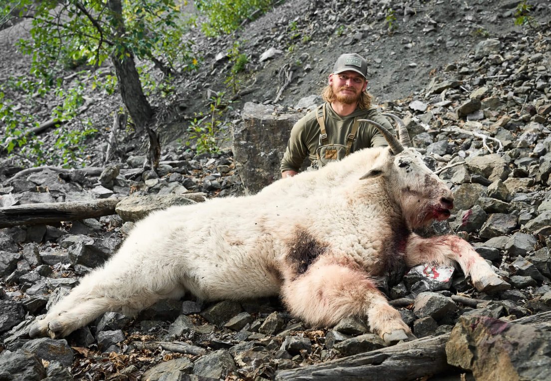 wtar-037-bc-mtn-goat-featured