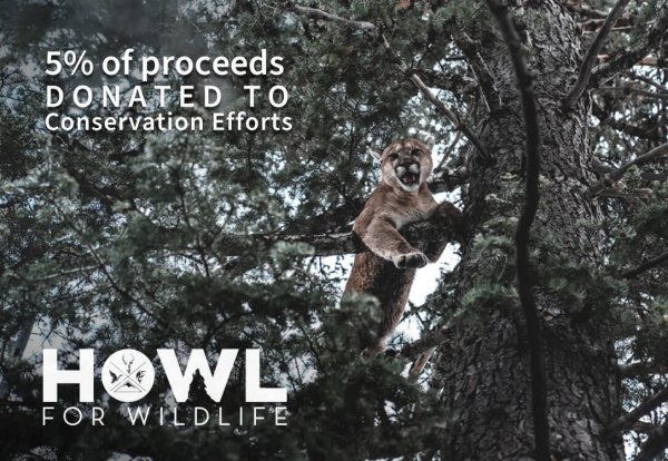 wtar-038-howl-mtn-lion-in-tree-v2